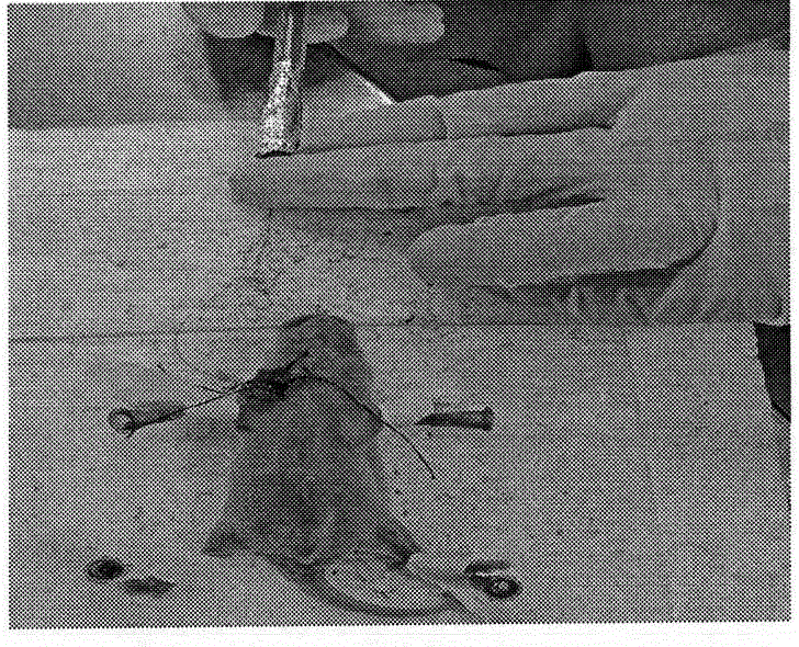 Bilirubin encephalopathy model production method employing jugular vein catheter