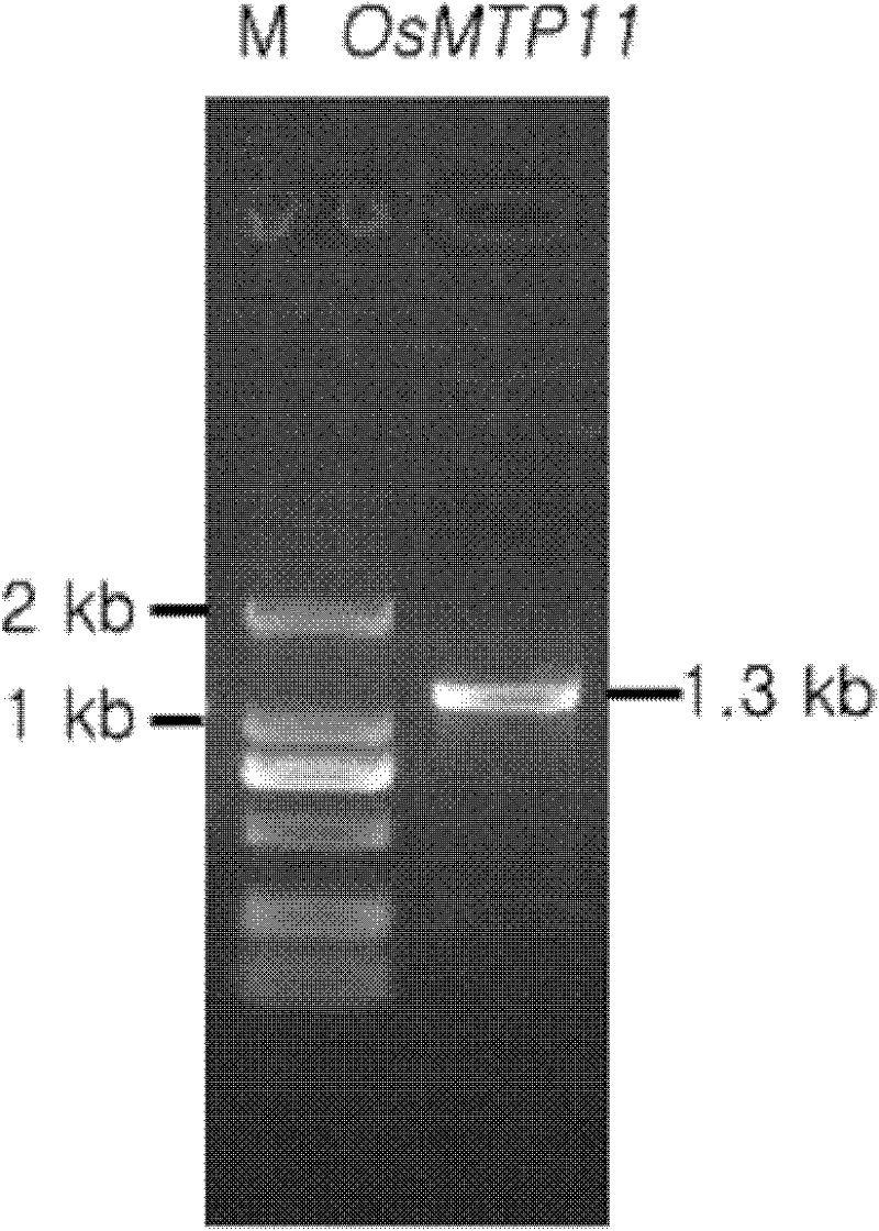 A rice heavy metal-inducible tissue-specific promoter mtp11p and its application