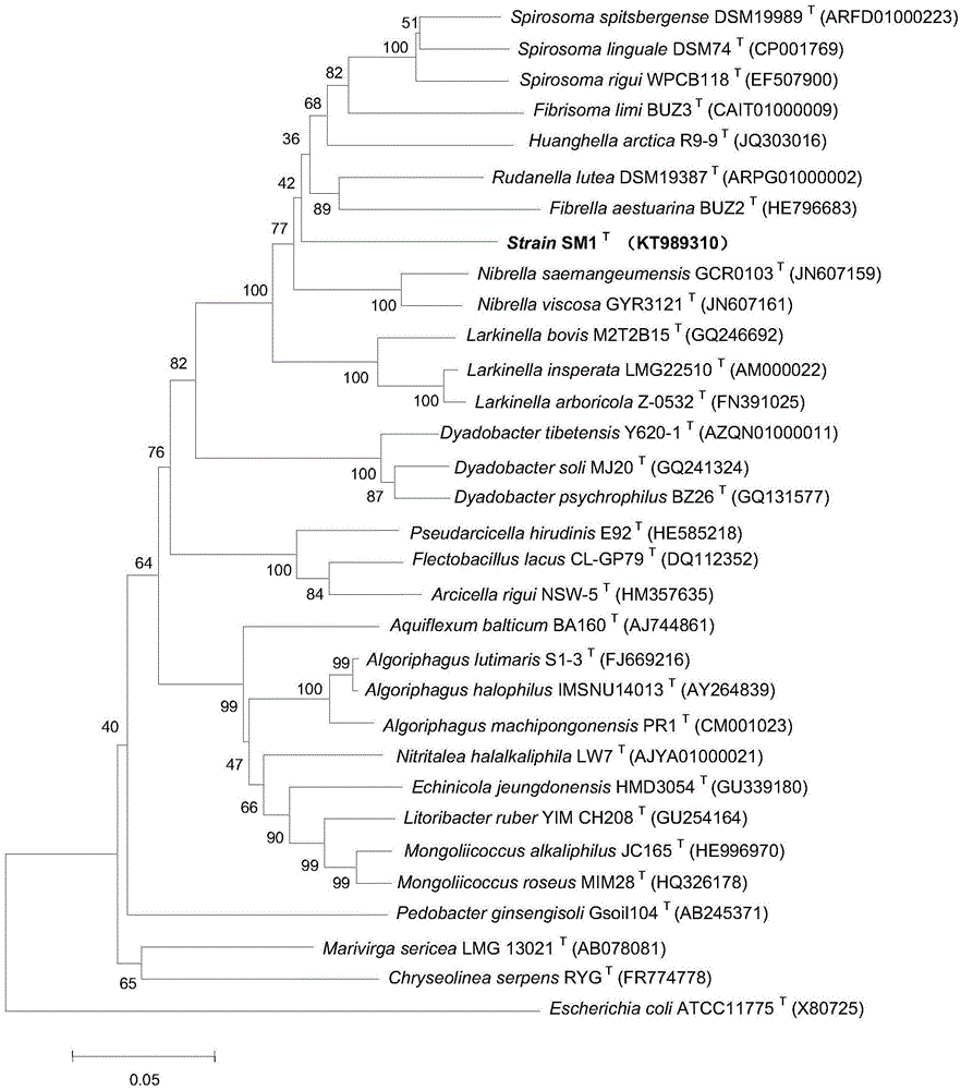 Aerobic arsenic methylation bacterium SM-1 of cytophagaceae and application of arsenic methylation bacterium