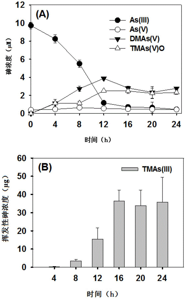 Aerobic arsenic methylation bacterium SM-1 of cytophagaceae and application of arsenic methylation bacterium