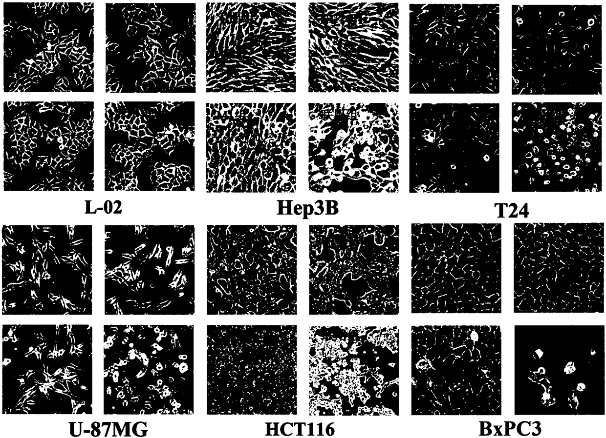 Synergistic antitumor drug