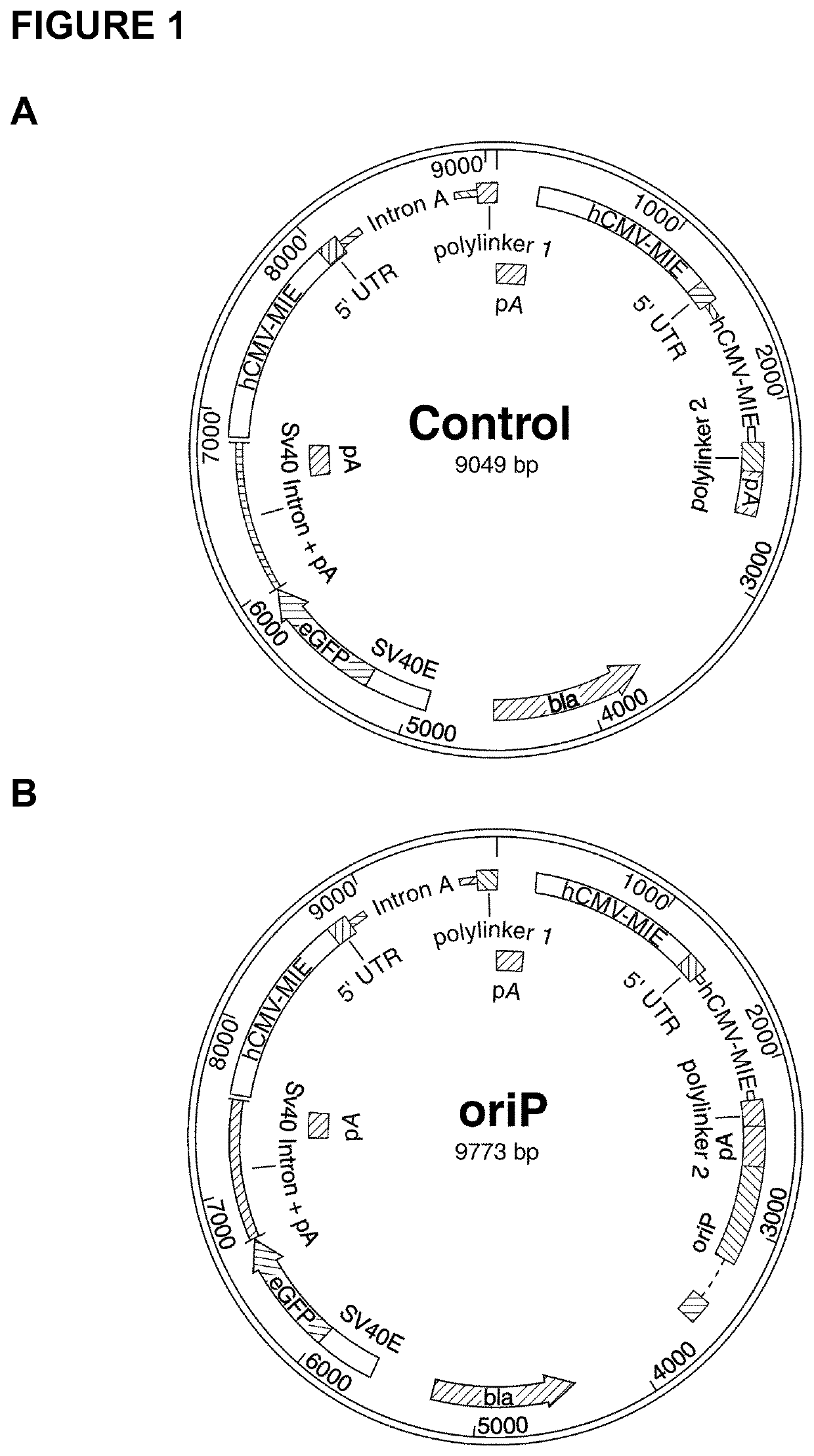 Mammalian expression system