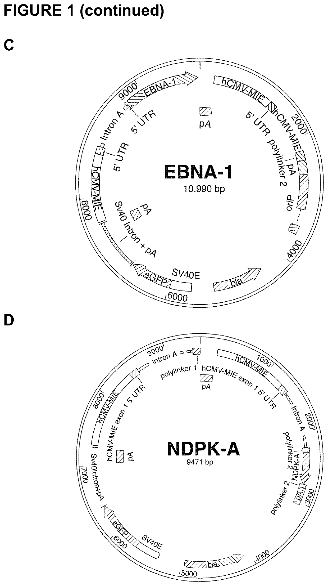 Mammalian expression system