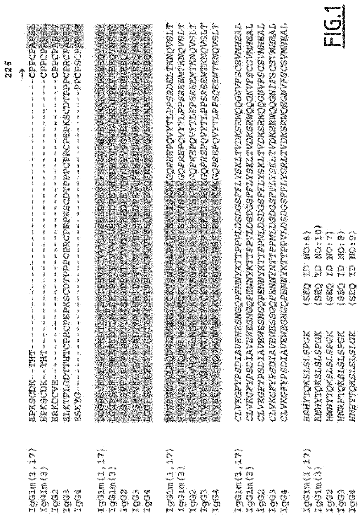 Antibodies targeting a ligand from an immune checkpoint, with an fc fragment having an improved affinity for cd16a