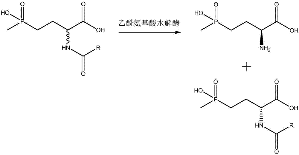 Method for preparing L-phosphinothricin through deracemization and by biological enzyme method