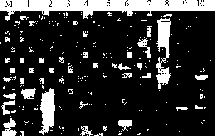 Foreign fragment flanking sequence of transgenic rice line Kefeng No. 8 containing sck/cry1Ac bivalent insect-resistant gene and use