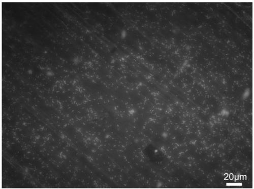 Aluminum-based anti-corrosion, anti-microbial adhesion superhydrophobic film and preparation method thereof