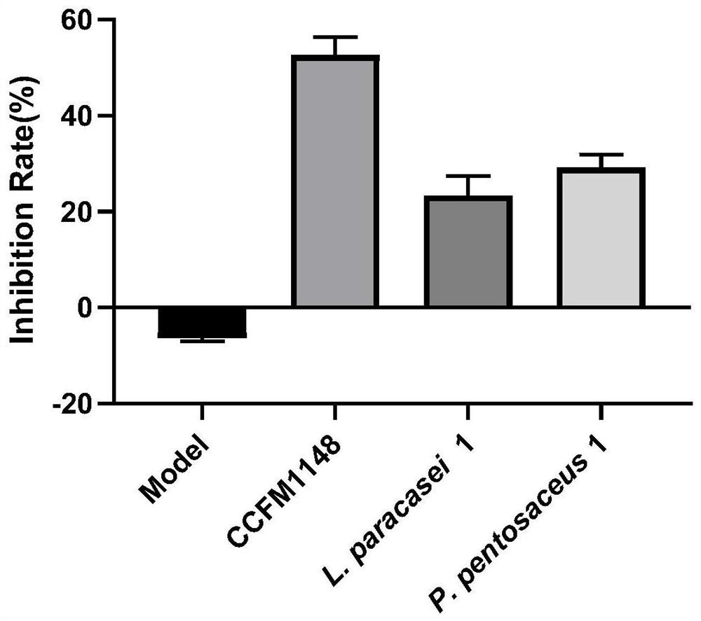 A bifidobacterium animal strain that can relieve psoriasis and its application