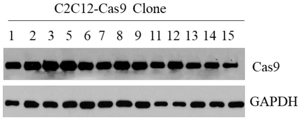 Method for constructing stable-expression SpCas9 protein cell line and application