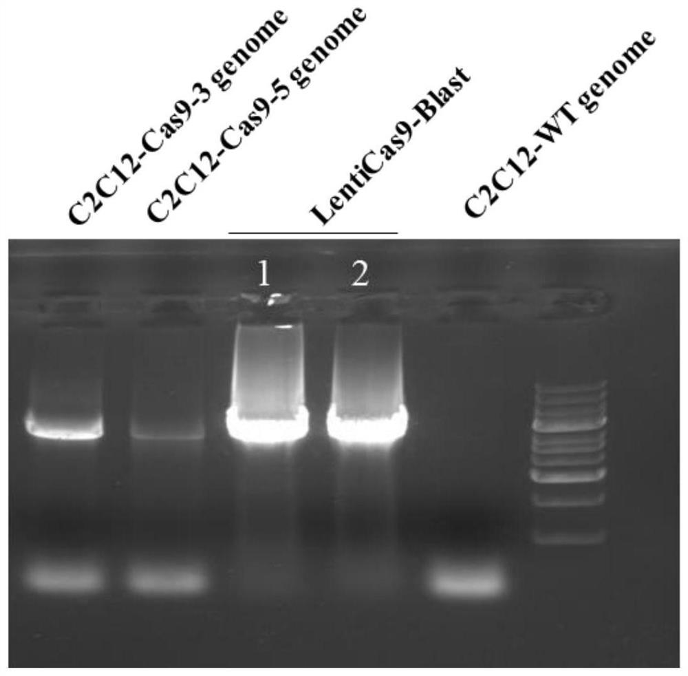 Method for constructing stable-expression SpCas9 protein cell line and application