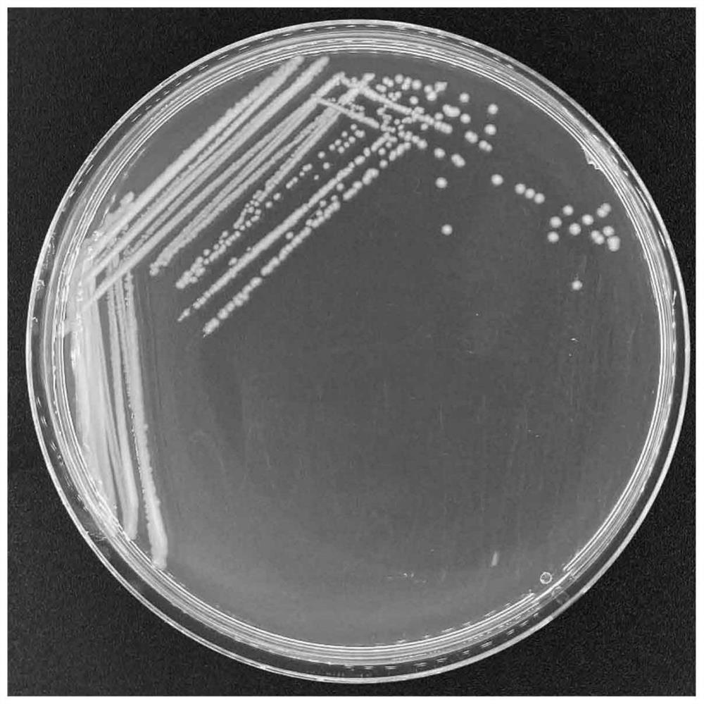 Acid-resistant alkali-resistant rapid-denitrification aerobic denitrifying bacterium, microbial inoculum and application of aerobic denitrifying bacterium and microbial inoculum