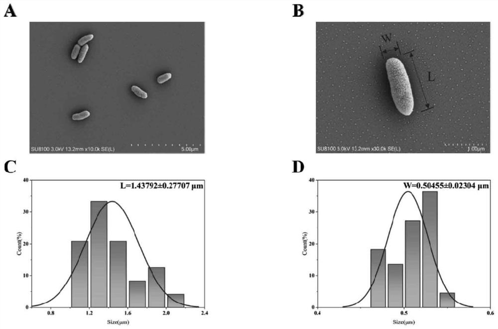 Acid-resistant alkali-resistant rapid-denitrification aerobic denitrifying bacterium, microbial inoculum and application of aerobic denitrifying bacterium and microbial inoculum