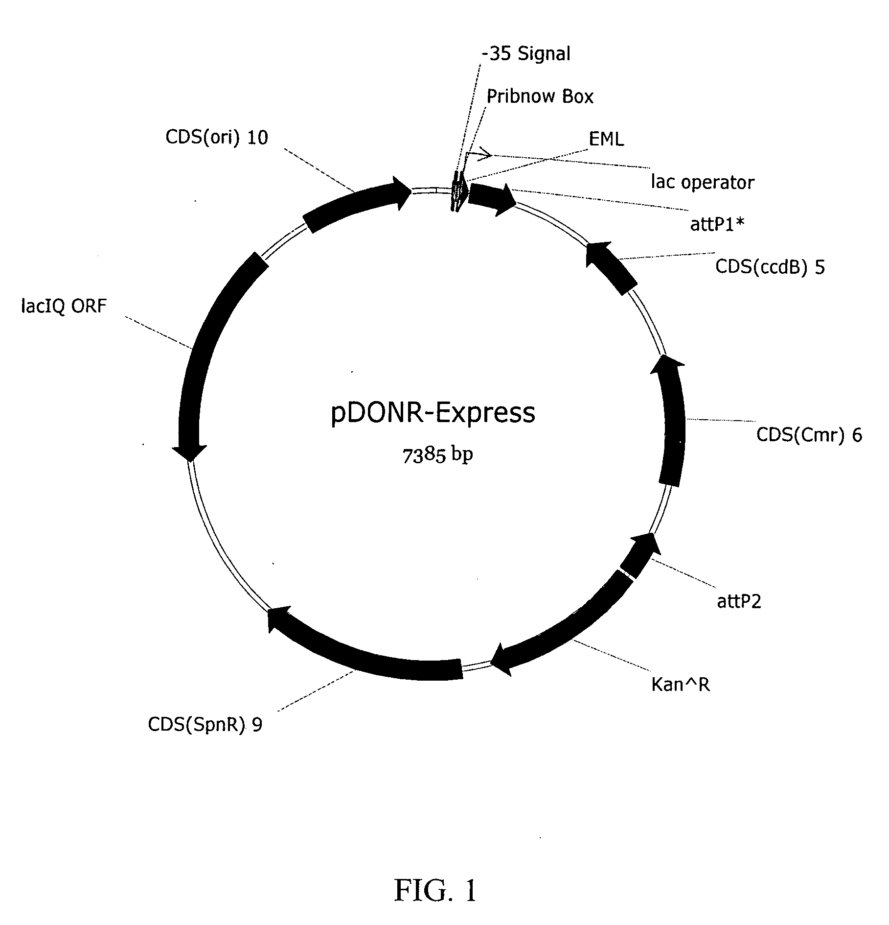 Reverse two-hybrid system for identification of interaction domains