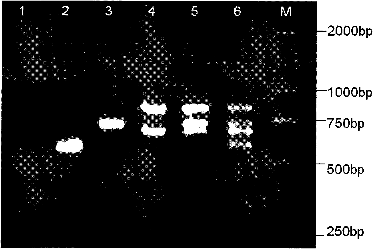 Gene chip for detecting important drug resistant gene of pseudomonas aeruginosa and kit thereof