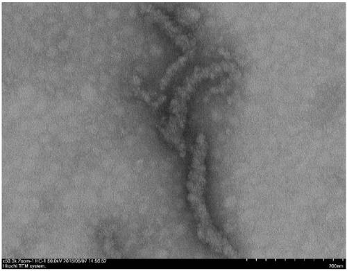 Response type small molecular peptide nano drug-loading carrier