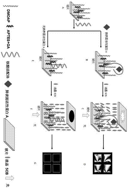 Aptamer LC (liquid crystal) biosensor for detecting pulmonary surfactant protein A as well as preparation and detection method of aptamer LC biosensor