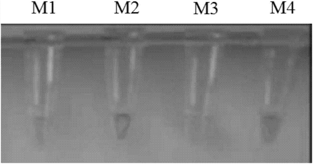 Internal reference amplification primer composition for detecting NPPA gene mutation c.T413C and amplification system thereof