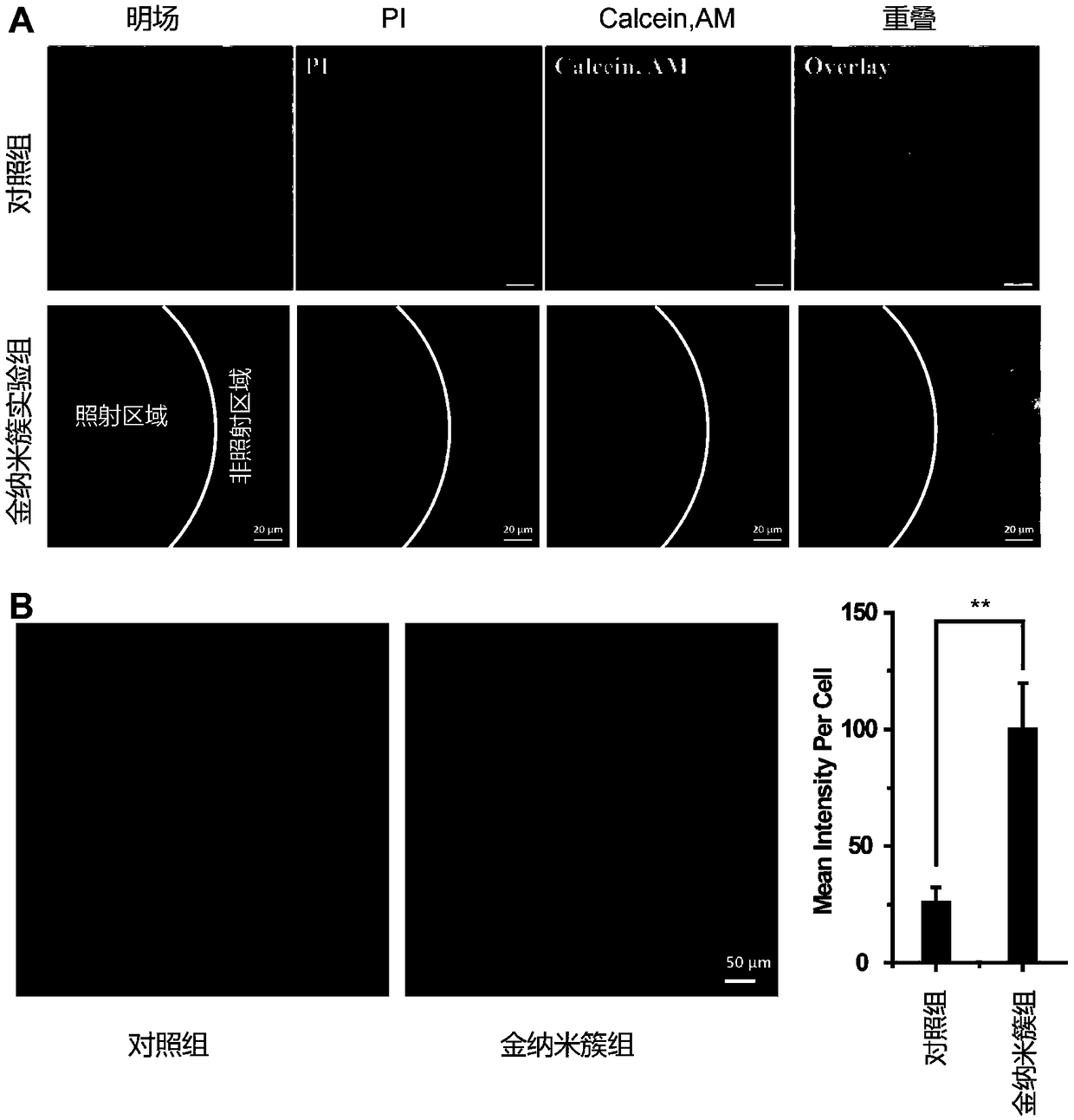 Application of gold nanocluster in preparation of drug for treating tumors