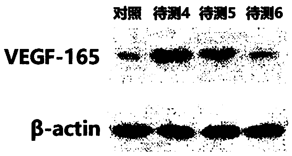 Vascular endothelial growth factor 165 activators and application of same to stem cells