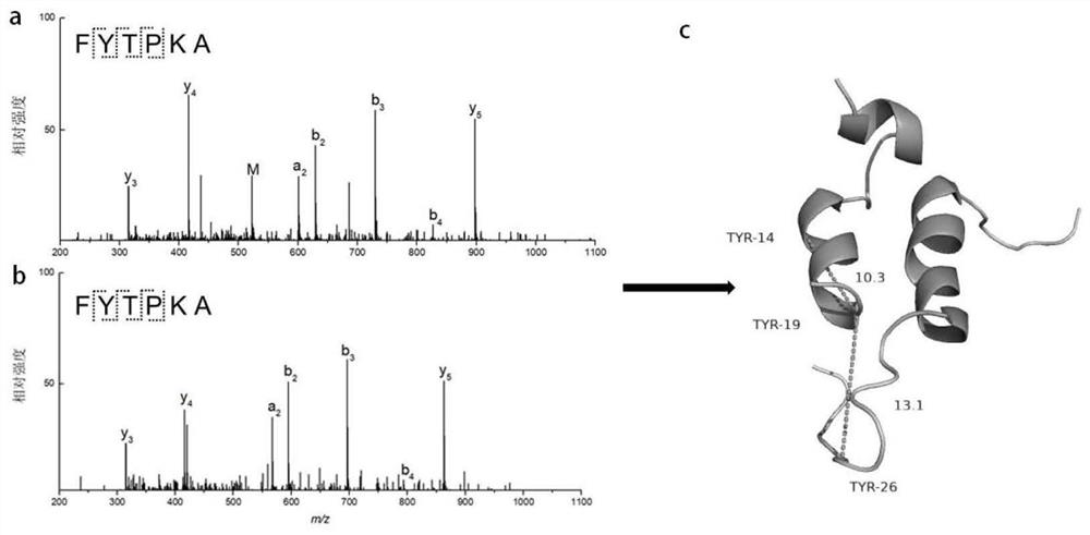 Method for constructing three-dimensional protein structure based on specific cross-linked tyrosine