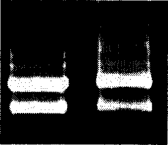 Barbadosnut salt induced transcription factor and its coding gene and uses