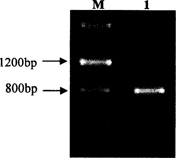 Barbadosnut salt induced transcription factor and its coding gene and uses