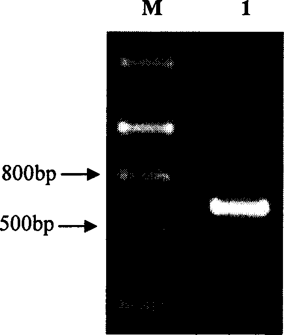 Barbadosnut salt induced transcription factor and its coding gene and uses