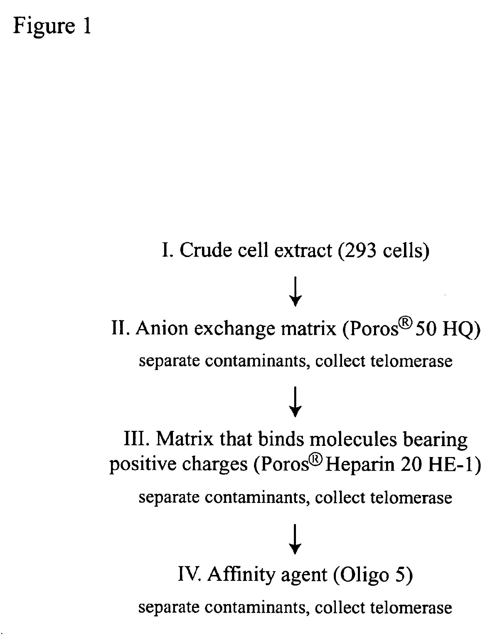 Producing telomerase activators and inhibitors by screening with purified telomerase