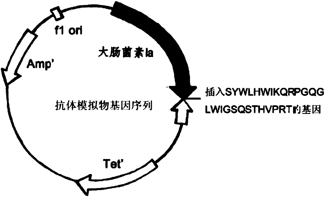 Drug used for preventing Mycobacterium tuberculosis and Mycobacterium tuberculosis infection, and applications thereof