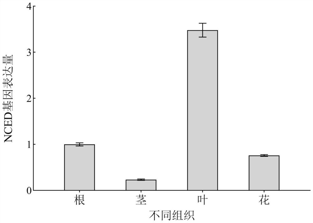 Primer for detecting NCED gene of bupleurum chinense and real-time fluorescent quantitative PCR (polymerase chain reaction) method