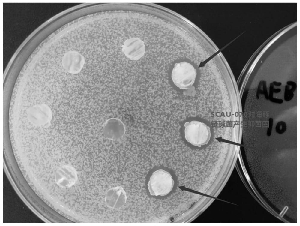 Bacillus amyloliquefaciens SCAU-070 and application thereof