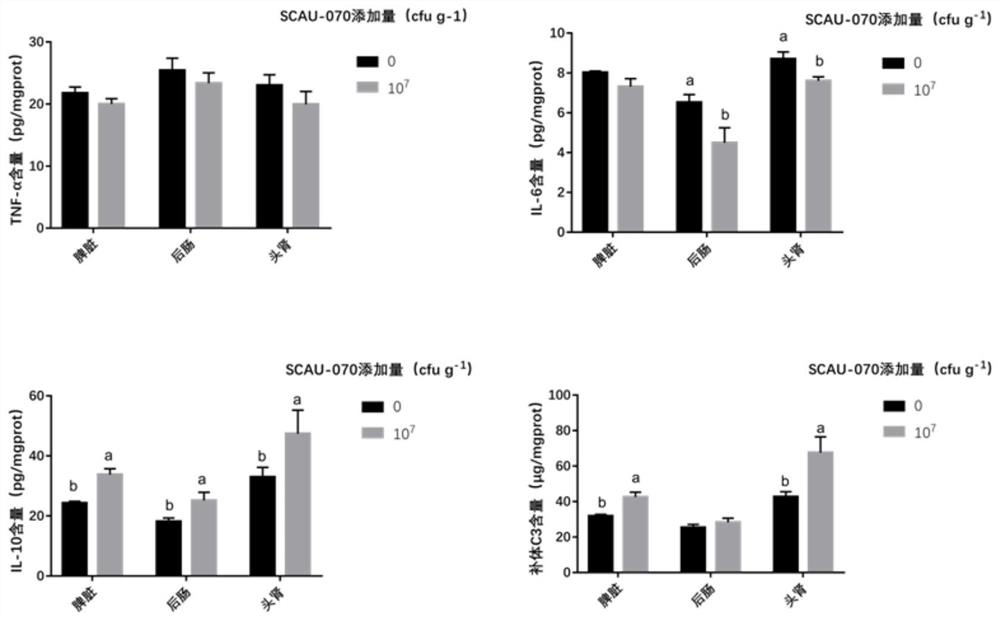 Bacillus amyloliquefaciens SCAU-070 and application thereof