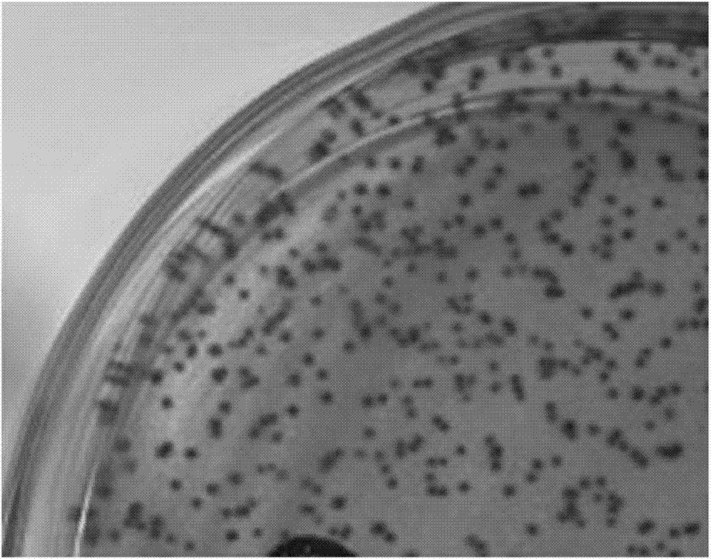 Chromogenic medium of coliform group and quick detection card thereof