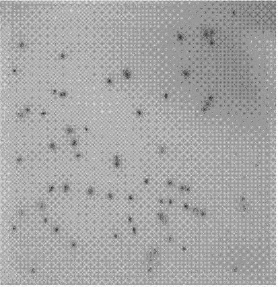 Chromogenic medium of coliform group and quick detection card thereof