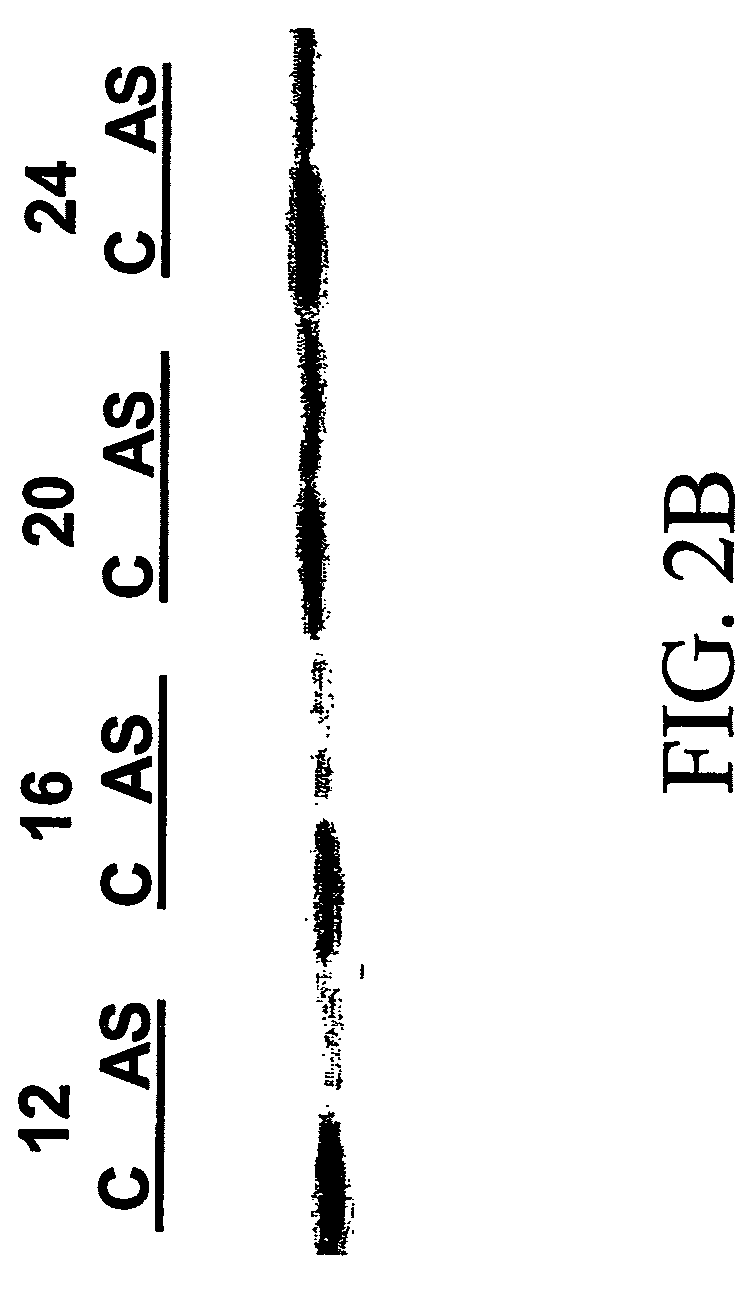 Biomarkers of cyclin-dependent kinase modulation