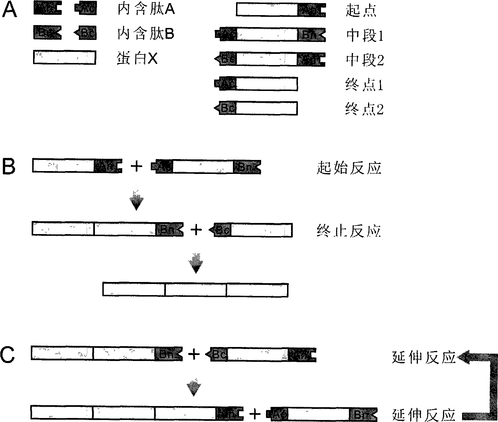 Method using implicit peptides trans splicing to manufacture protein molecular weight standard