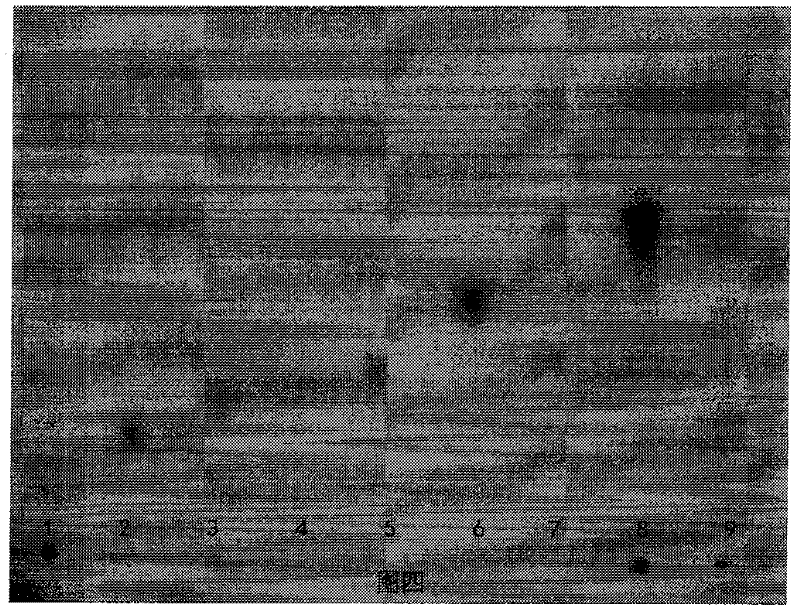 Method for identifying stigma maydis polysaccharide by utilizing thin layer chromatography