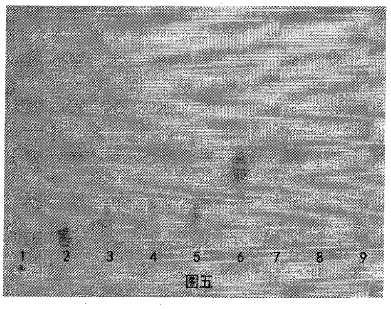 Method for identifying stigma maydis polysaccharide by utilizing thin layer chromatography