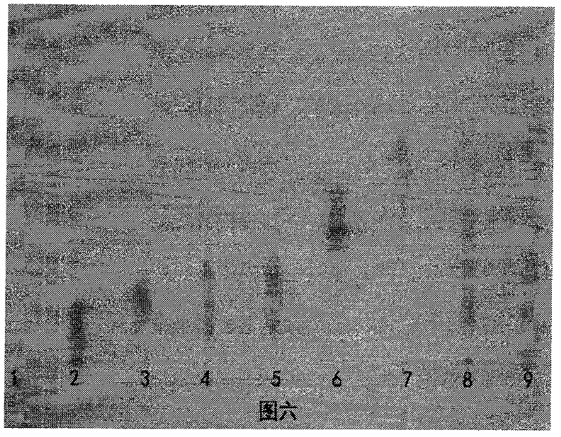 Method for identifying stigma maydis polysaccharide by utilizing thin layer chromatography