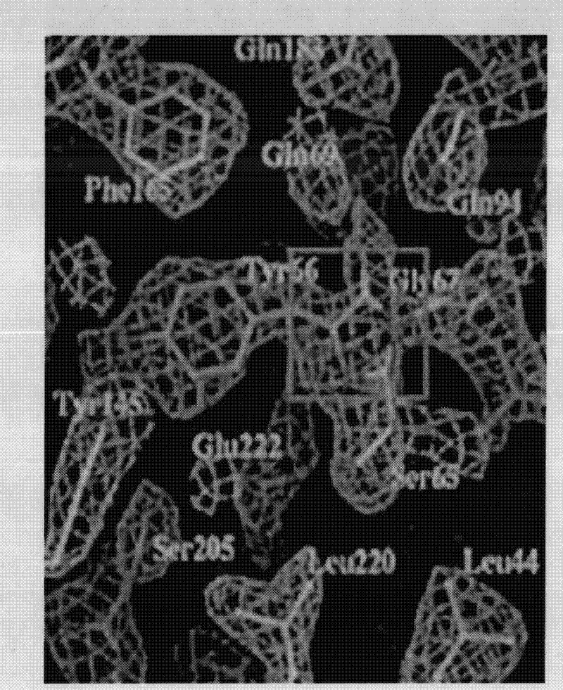 Fluorescent clone screening vector and preparation and application thereof