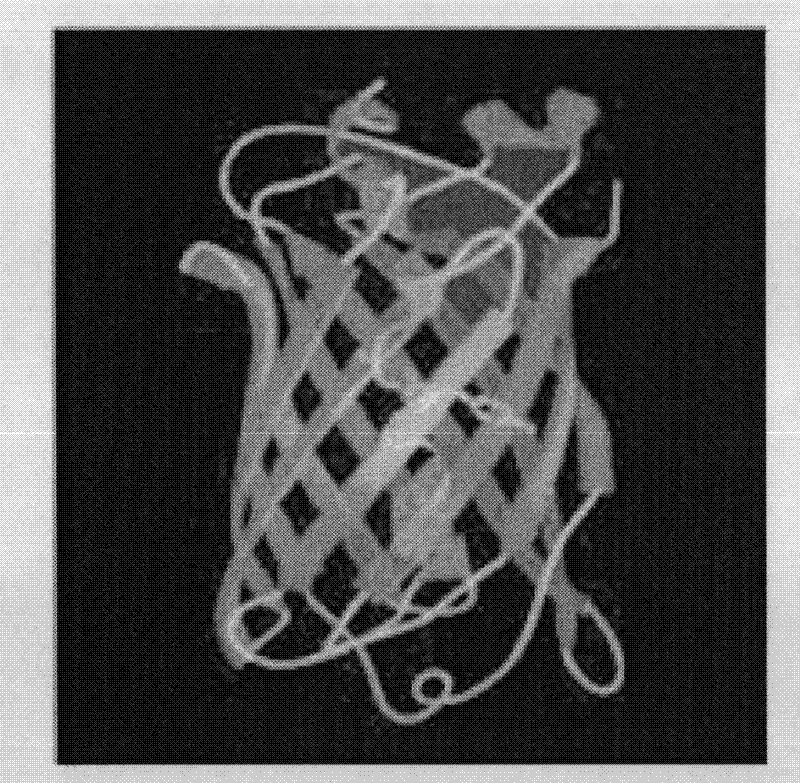 Fluorescent clone screening vector and preparation and application thereof