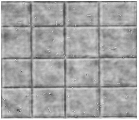 A kind of Lactobacillus plantarum and its application in the preparation of Sichuan sausage by fermentation