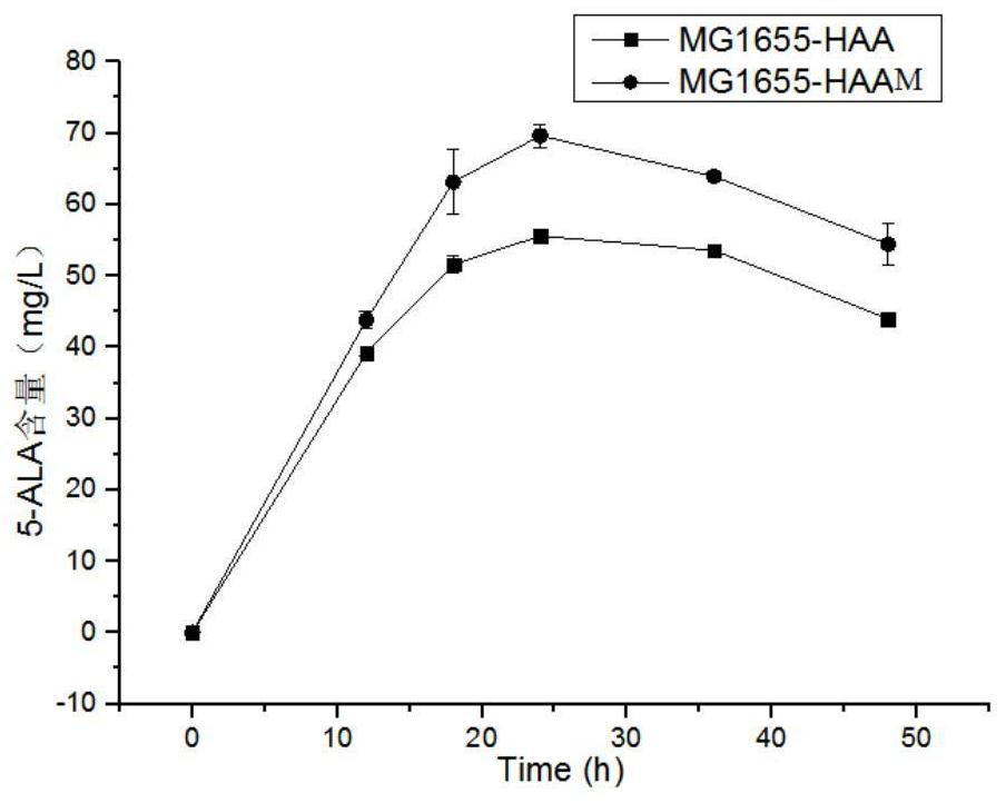 Alanine-glyoxylate transaminase mutant with improved enzyme activity and application thereof