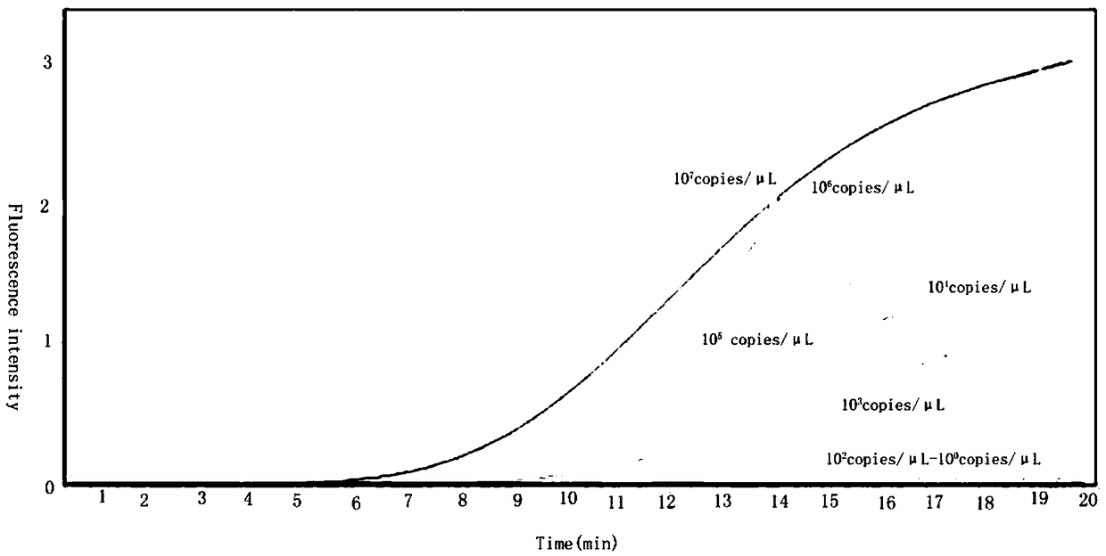 Primer for rapidly detecting carp edema virus and method thereof