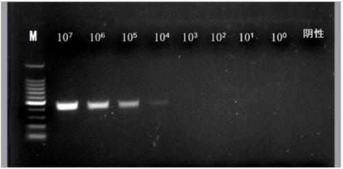 Primer for rapidly detecting carp edema virus and method thereof