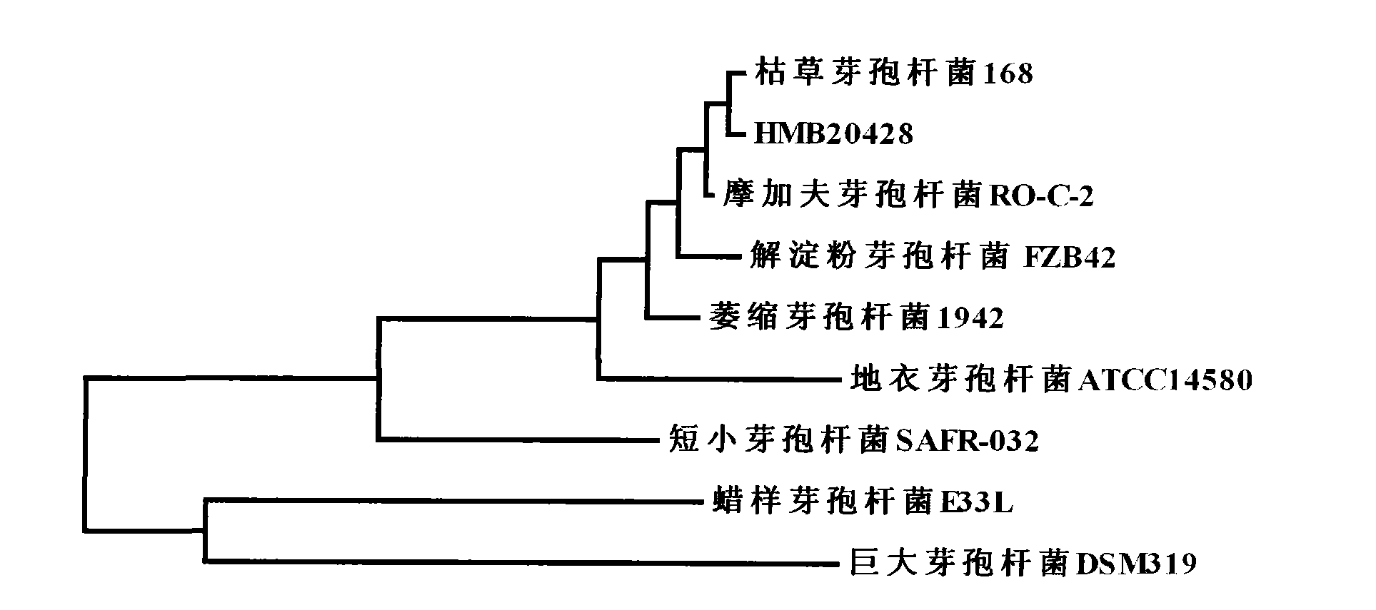 Bacillus subtilis for preventing and treating cucumber ampho disease, and microbial agent thereof