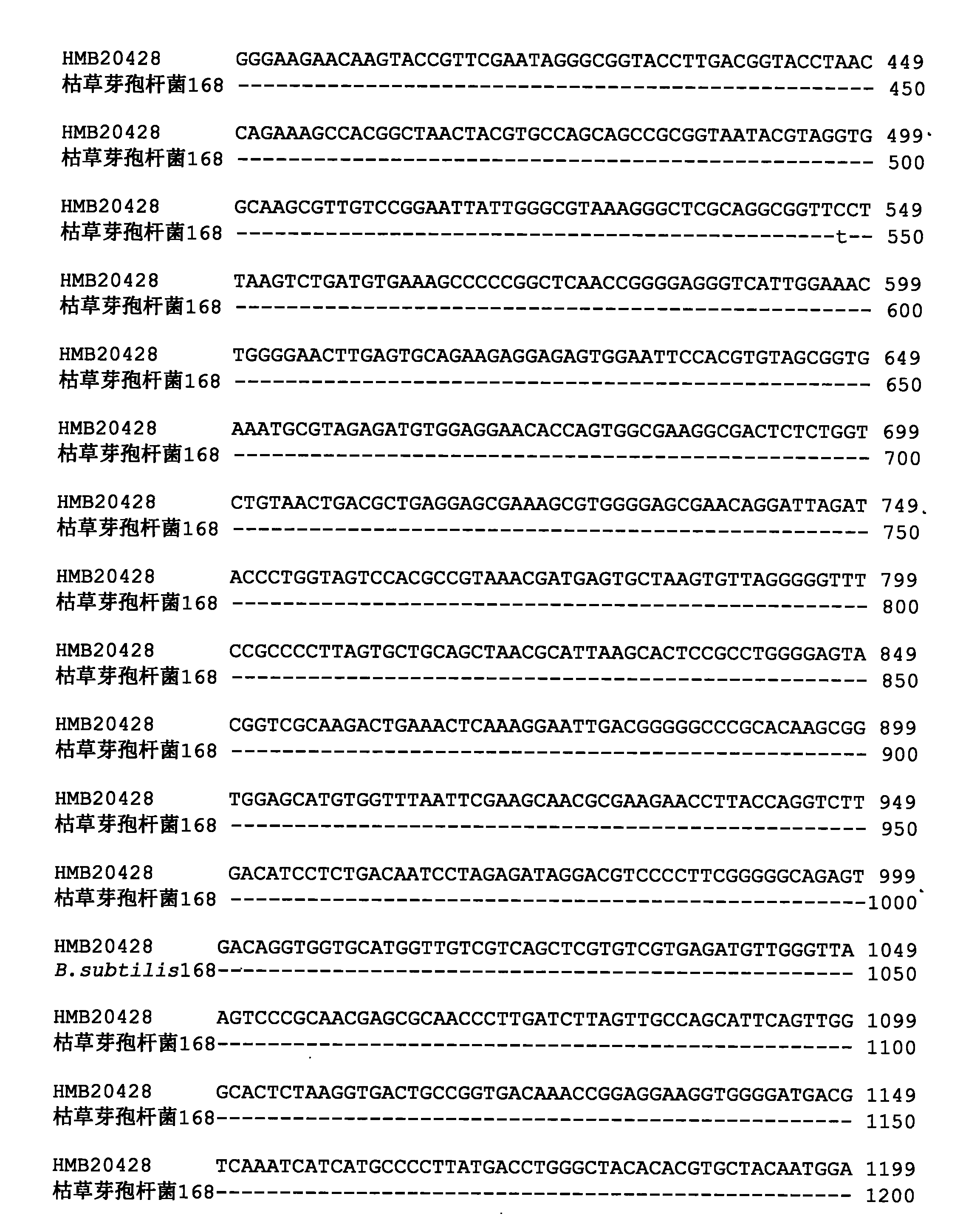 Bacillus subtilis for preventing and treating cucumber ampho disease, and microbial agent thereof