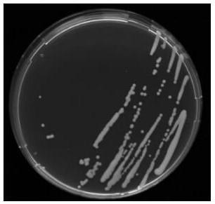 N-acyl high serine lactone quenching bacterium and application thereof in disease control