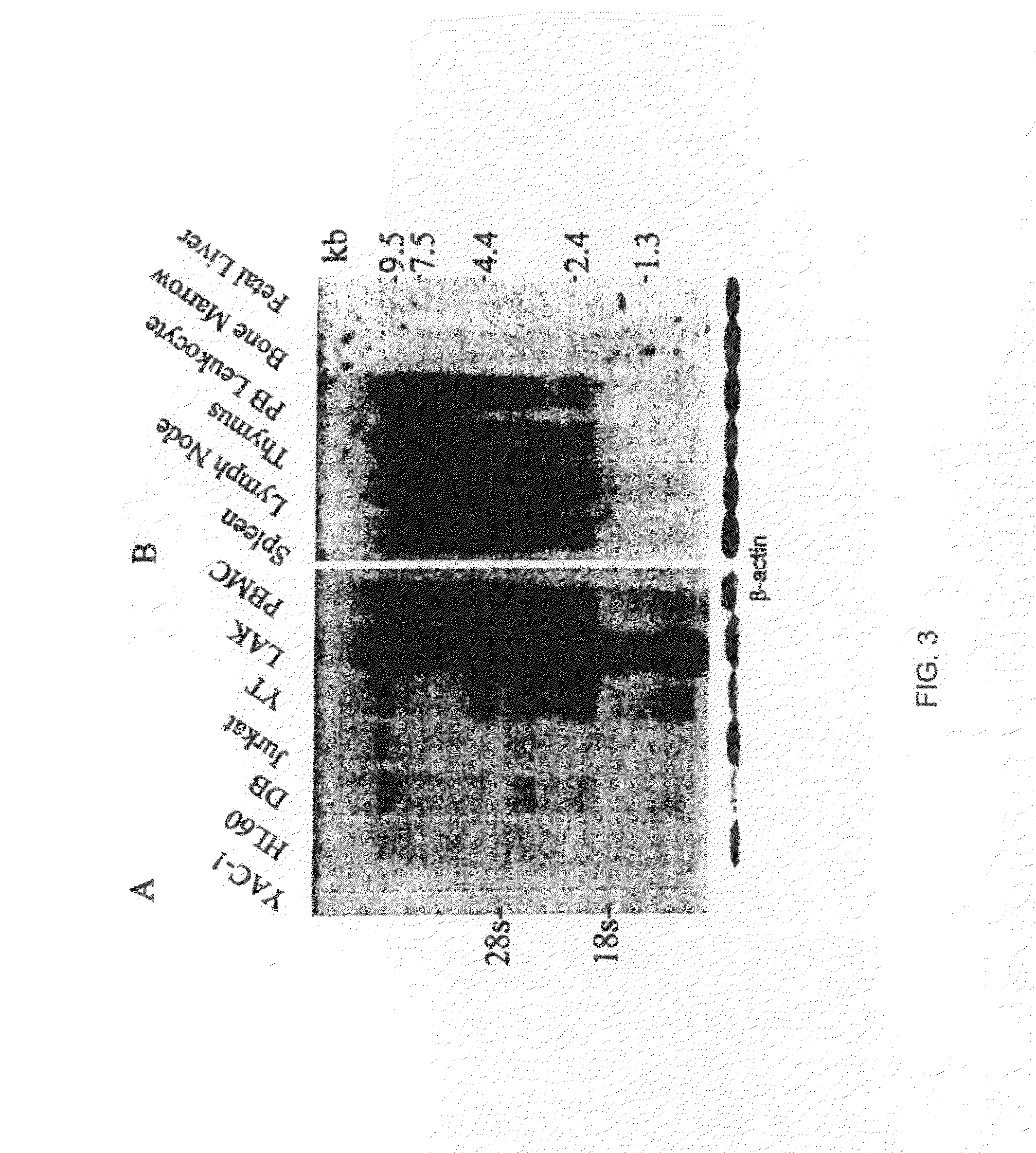 Methods for increasing production of IFN-gamma in natural killer cells expressing LLT1 receptor