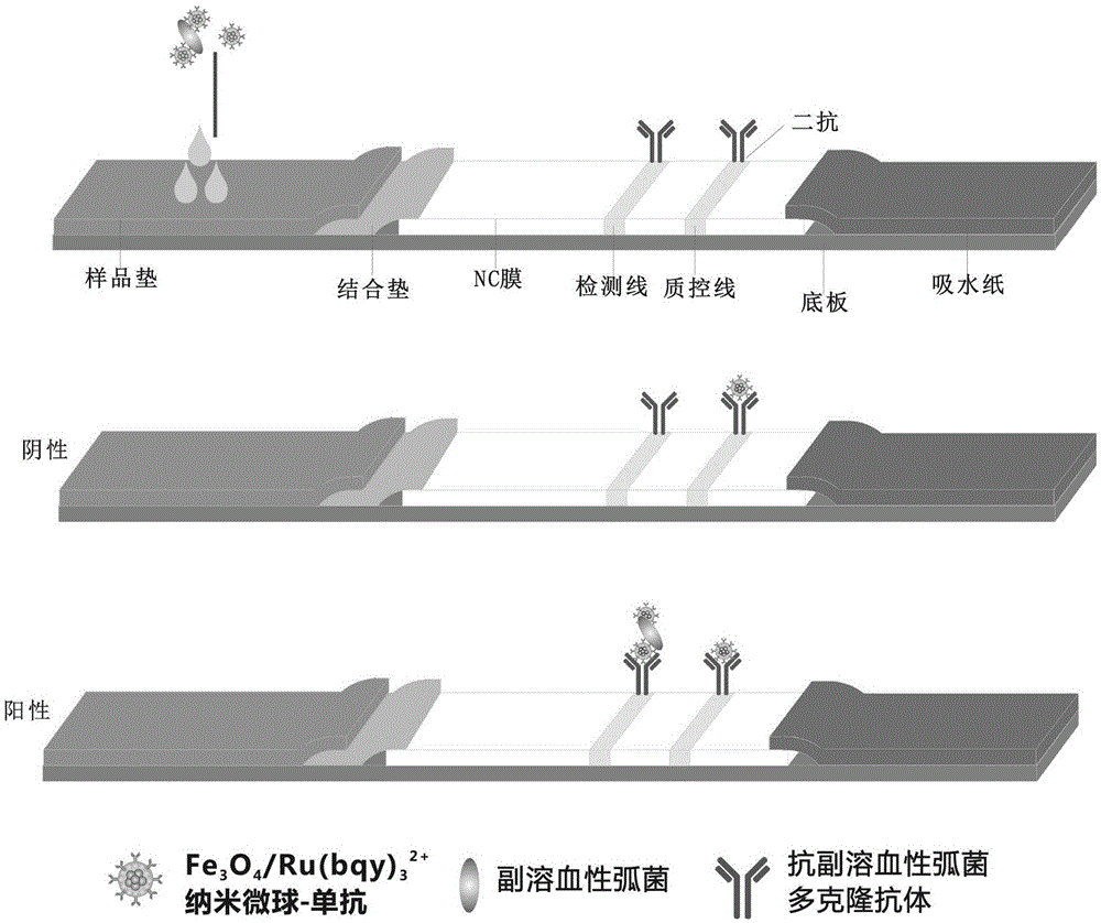 Method for rapidly detecting vibrio parahaemolyticus